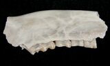 Oligocene Ruminant (Leptomeryx) Jaw Section #10568-1